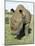 White Rhinoceros (Rhino), Ceratotherium Simum, Itala Game Reserve, Kwazulu-Natal, South Africa-Ann & Steve Toon-Mounted Photographic Print