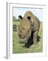 White Rhinoceros (Rhino), Ceratotherium Simum, Itala Game Reserve, Kwazulu-Natal, South Africa-Ann & Steve Toon-Framed Photographic Print