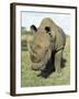 White Rhinoceros (Rhino), Ceratotherium Simum, Itala Game Reserve, Kwazulu-Natal, South Africa-Ann & Steve Toon-Framed Photographic Print