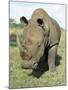 White Rhinoceros (Rhino), Ceratotherium Simum, Itala Game Reserve, Kwazulu-Natal, South Africa-Ann & Steve Toon-Mounted Photographic Print