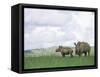 White Rhinoceros (Rhino), Ceratotherium Simum, Itala Game Reserve, Kwazulu-Natal, South Africa-Ann & Steve Toon-Framed Stretched Canvas