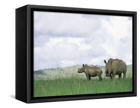 White Rhinoceros (Rhino), Ceratotherium Simum, Itala Game Reserve, Kwazulu-Natal, South Africa-Ann & Steve Toon-Framed Stretched Canvas