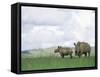 White Rhinoceros (Rhino), Ceratotherium Simum, Itala Game Reserve, Kwazulu-Natal, South Africa-Ann & Steve Toon-Framed Stretched Canvas