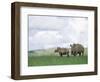 White Rhinoceros (Rhino), Ceratotherium Simum, Itala Game Reserve, Kwazulu-Natal, South Africa-Ann & Steve Toon-Framed Photographic Print