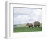 White Rhinoceros (Rhino), Ceratotherium Simum, Itala Game Reserve, Kwazulu-Natal, South Africa-Ann & Steve Toon-Framed Photographic Print