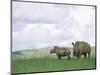 White Rhinoceros (Rhino), Ceratotherium Simum, Itala Game Reserve, Kwazulu-Natal, South Africa-Ann & Steve Toon-Mounted Photographic Print