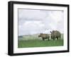 White Rhinoceros (Rhino), Ceratotherium Simum, Itala Game Reserve, Kwazulu-Natal, South Africa-Ann & Steve Toon-Framed Photographic Print