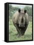 White Rhinoceros (Rhino), Ceratotherium Simum, Mkuze Nature Reserve, Kwazulu-Natal, South Africa-Ann & Steve Toon-Framed Stretched Canvas