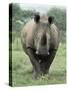 White Rhinoceros (Rhino), Ceratotherium Simum, Mkuze Nature Reserve, Kwazulu-Natal, South Africa-Ann & Steve Toon-Stretched Canvas