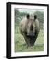 White Rhinoceros (Rhino), Ceratotherium Simum, Mkuze Nature Reserve, Kwazulu-Natal, South Africa-Ann & Steve Toon-Framed Photographic Print