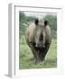 White Rhinoceros (Rhino), Ceratotherium Simum, Mkuze Nature Reserve, Kwazulu-Natal, South Africa-Ann & Steve Toon-Framed Photographic Print