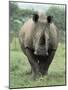 White Rhinoceros (Rhino), Ceratotherium Simum, Mkuze Nature Reserve, Kwazulu-Natal, South Africa-Ann & Steve Toon-Mounted Photographic Print