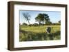 White Rhinoceros, Sabi Sabi Reserve, South Africa-Paul Souders-Framed Photographic Print