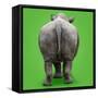 White Rhinoceros View of Animal from Behind-null-Framed Stretched Canvas