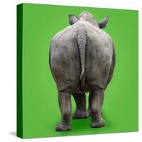 White Rhinoceros View of Animal from Behind-null-Stretched Canvas