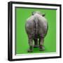 White Rhinoceros View of Animal from Behind-null-Framed Photographic Print