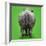 White Rhinoceros View of Animal from Behind-null-Framed Photographic Print