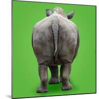 White Rhinoceros View of Animal from Behind-null-Mounted Photographic Print