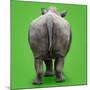 White Rhinoceros View of Animal from Behind-null-Mounted Photographic Print