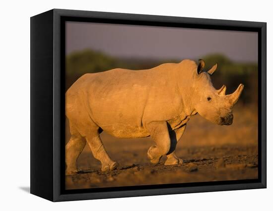 White Rhinoceros Walking, Etosha National Park, Namibia-Tony Heald-Framed Stretched Canvas