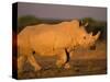 White Rhinoceros Walking, Etosha National Park, Namibia-Tony Heald-Stretched Canvas