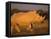 White Rhinoceros Walking, Etosha National Park, Namibia-Tony Heald-Framed Stretched Canvas