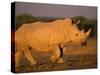 White Rhinoceros Walking, Etosha National Park, Namibia-Tony Heald-Stretched Canvas