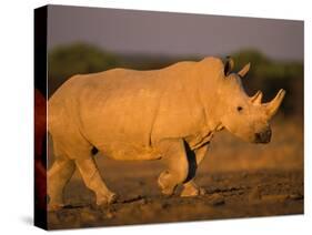 White Rhinoceros Walking, Etosha National Park, Namibia-Tony Heald-Stretched Canvas