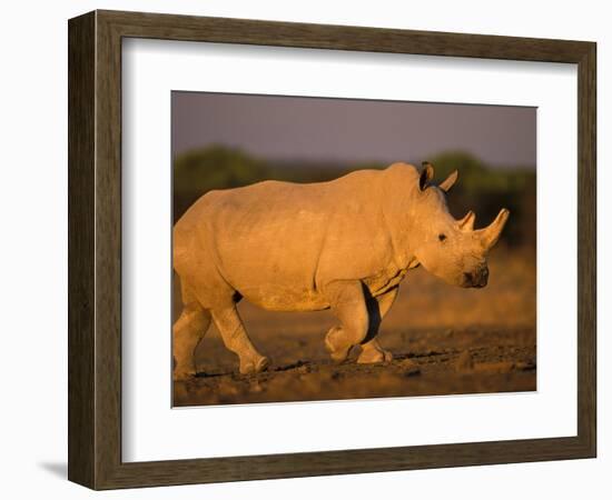 White Rhinoceros Walking, Etosha National Park, Namibia-Tony Heald-Framed Premium Photographic Print