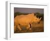 White Rhinoceros Walking, Etosha National Park, Namibia-Tony Heald-Framed Premium Photographic Print