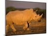 White Rhinoceros Walking, Etosha National Park, Namibia-Tony Heald-Mounted Premium Photographic Print