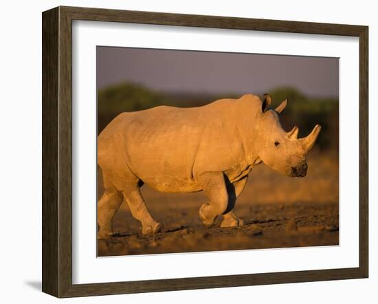 White Rhinoceros Walking, Etosha National Park, Namibia-Tony Heald-Framed Photographic Print