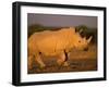 White Rhinoceros Walking, Etosha National Park, Namibia-Tony Heald-Framed Photographic Print