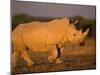 White Rhinoceros Walking, Etosha National Park, Namibia-Tony Heald-Mounted Photographic Print