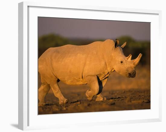 White Rhinoceros Walking, Etosha National Park, Namibia-Tony Heald-Framed Photographic Print