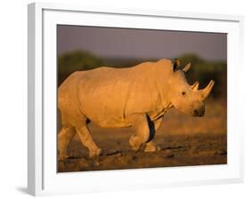 White Rhinoceros Walking, Etosha National Park, Namibia-Tony Heald-Framed Photographic Print