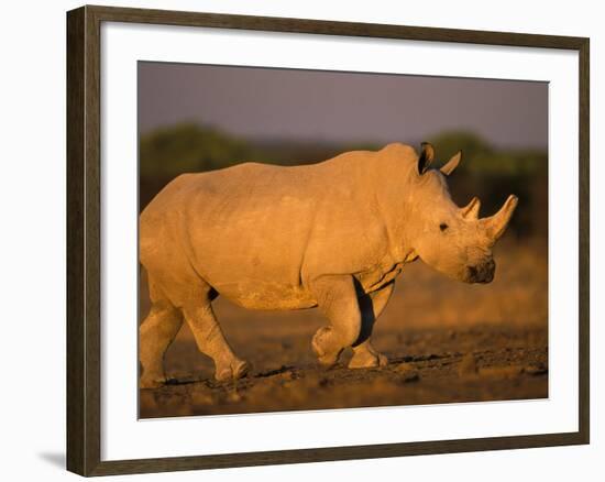 White Rhinoceros Walking, Etosha National Park, Namibia-Tony Heald-Framed Photographic Print