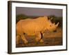 White Rhinoceros Walking, Etosha National Park, Namibia-Tony Heald-Framed Photographic Print