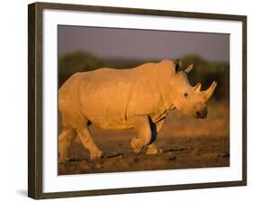 White Rhinoceros Walking, Etosha National Park, Namibia-Tony Heald-Framed Photographic Print