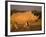 White Rhinoceros Walking, Etosha National Park, Namibia-Tony Heald-Framed Photographic Print