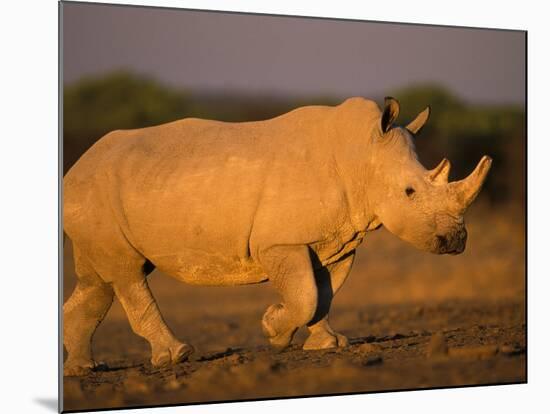 White Rhinoceros Walking, Etosha National Park, Namibia-Tony Heald-Mounted Photographic Print