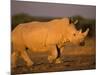White Rhinoceros Walking, Etosha National Park, Namibia-Tony Heald-Mounted Photographic Print