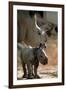 White Rhinoceros (With Baby)-null-Framed Photo