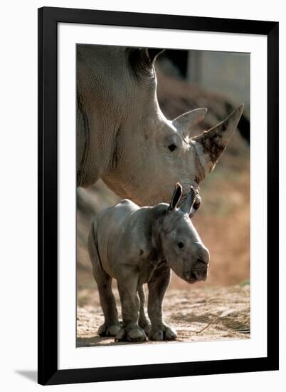 White Rhinoceros (With Baby)-null-Framed Photo