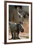 White Rhinoceros (With Baby)-null-Framed Photo