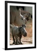White Rhinoceros (With Baby)-null-Framed Photo