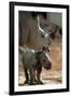 White Rhinoceros (With Baby)-null-Framed Photo