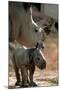 White Rhinoceros (With Baby)-null-Mounted Photo