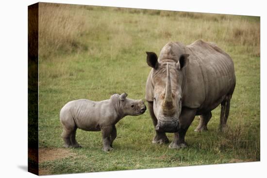 White Rhinoceros with Calf-W. Perry Conway-Stretched Canvas