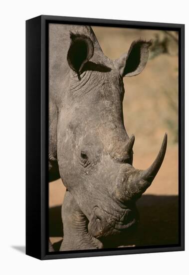 White Rhinoceros-DLILLC-Framed Stretched Canvas